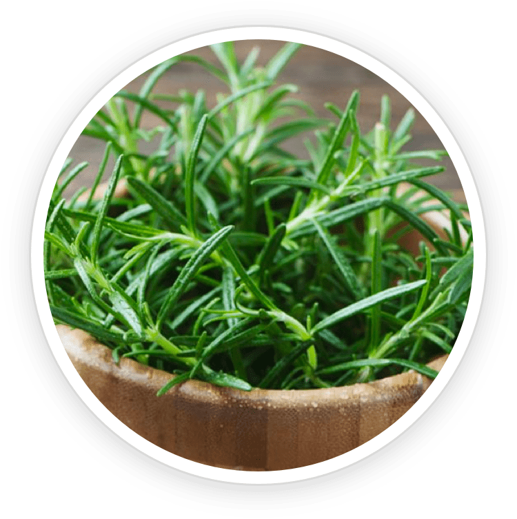 Rosemary - Natural ingredient in BioRestore Complete for healthy hair growth